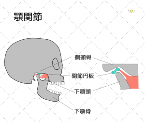 顎関節の動き方