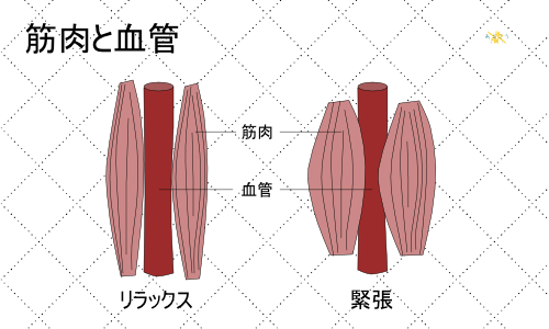 筋肉と血管